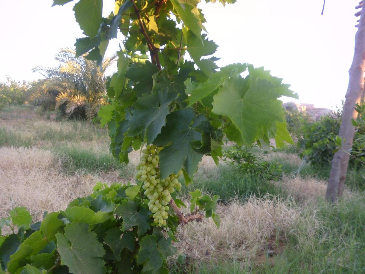 Aliyah Eco-Lodge Bawati Dış mekan fotoğraf